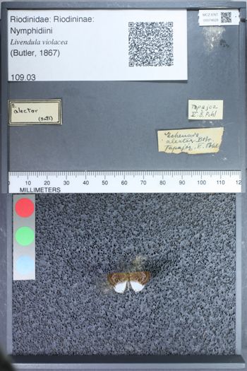 Media type: image;   Entomology 74628
